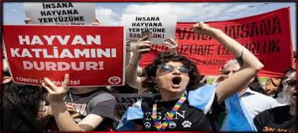AYM’den hayvan katliamına onay