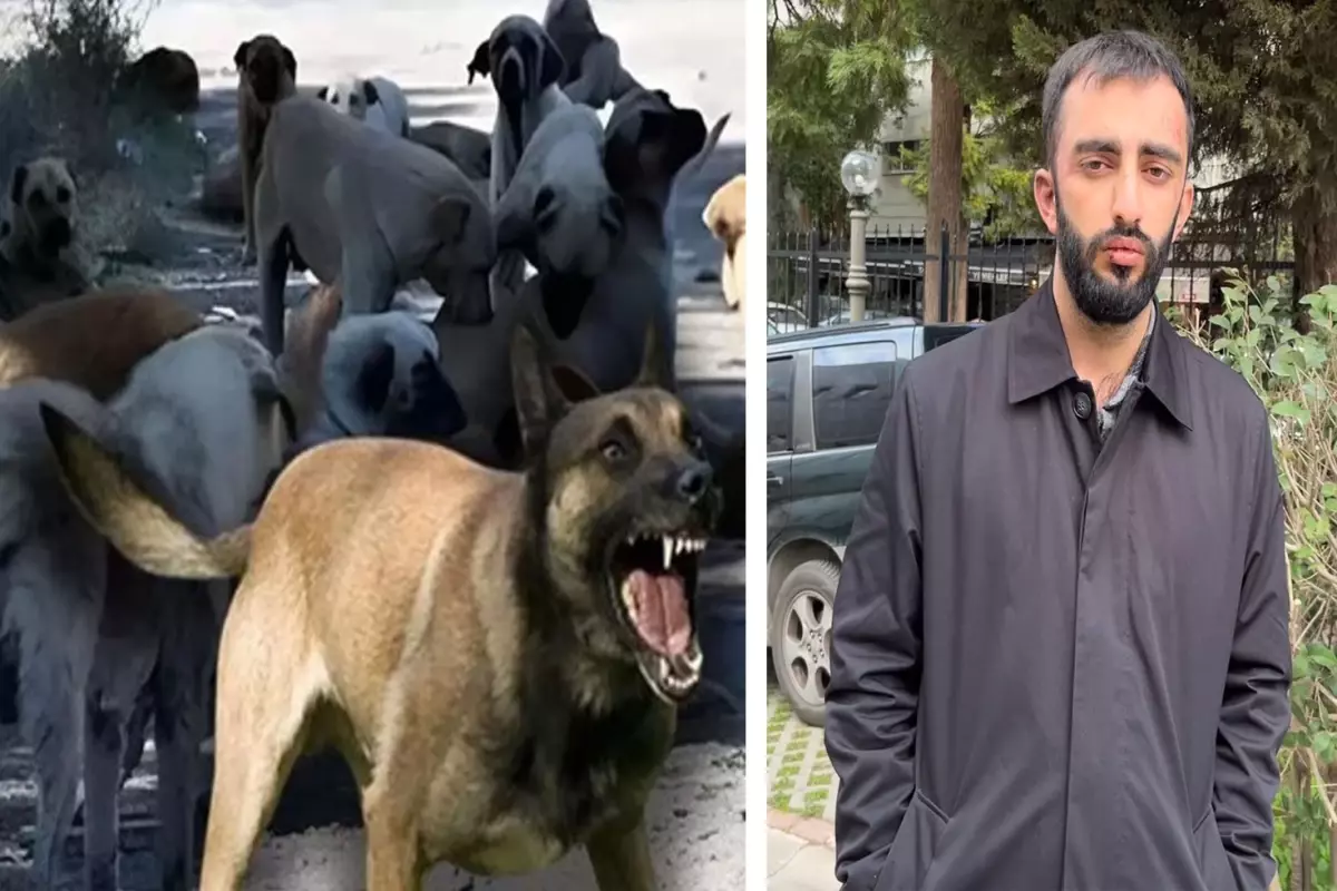 Önce başıboş köpekler saldırdı, sonra sahipleri feci şekilde darbetti