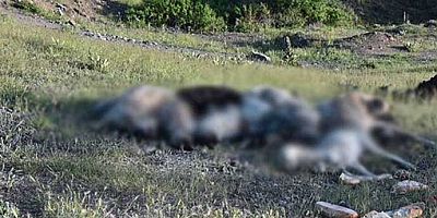 20’den fazla köpek öldürülüp yol kenarına atıldı