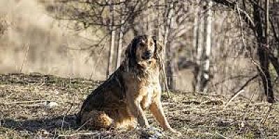 AKP'nin Sokak Hayvanları Düzenlemesi'nde Belediyelere Ötenazi Yetkisi