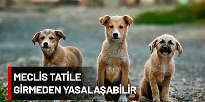 AKP sokak köpeklerini katletmeyi öngören yasal düzenlemeye ‘sınır’ getirdi