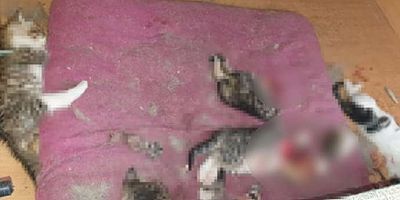 Ankara’da korkunç katliam! Yavru kedilerin başlarını ve patilerini kesmişler