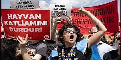 AYM’den hayvan katliamına onay