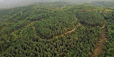 Bakanlık onay verirse Muğla, Aydın ve Edirne’de bınlerce ağaç kesilecek