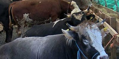 Bayramın tadı şimdiden kaçtı! Kurbanlık fiyatlarında büyük artış