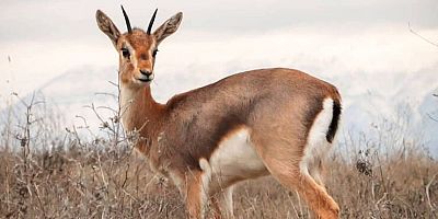 DAĞ CEYLANI AVLAMANIN CEZASI 150 BİN TL