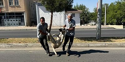 DEM Partili Silvan Belediyesi sokaklardan köpekleri toplamaya başladı!