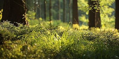 Doç. Dr. Sibel Day: 'İklim değişikliği bitkileri göç ettiriyor'