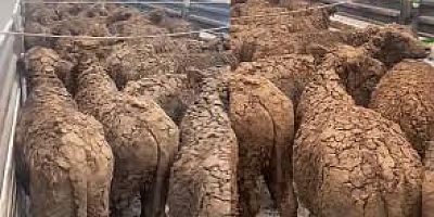 ESK'dan skandal görüntülere yanıt geldi: Münferit