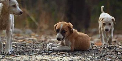Hayvanları zehirleyecek ilacı AKP’ye yakın şirket mi getirecek?