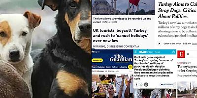 İngiltere’de ‘boykot’ sesleri yükseliyor: Sokak hayvanları katlediliyor Türkiye’ye gitmeyin