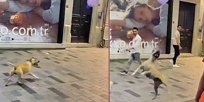 İstanbul Beyoğlu’nda büyük tehlike yaratan sokak köpeği! Yorum sizin