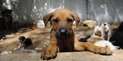 İstanbul'da sokak köpeklerini beslemek yasaklandı