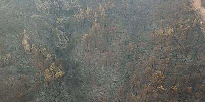 İzmir’deki yangının boyutu gün ağarınca ortaya çıktı!