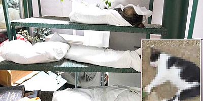 Kadıköy’de hayvan katliamı! 22 kedi ve 3 köpeği zehirleyerek öldürdüler