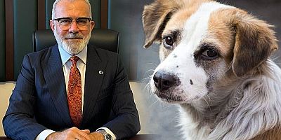 Rolex'i ile gündem olmuştu... AKP'li Yenişehirlioğlu sokak hayvanlarının 'uyutulmasını' böyle savundu: 'Toplumun sesine kulak verdik'
