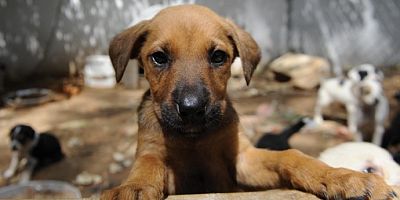 Sokak hayvanları tasarısında son dakika gelişmesi! ‘Ötanazi’nin adı gitti kendi kaldı