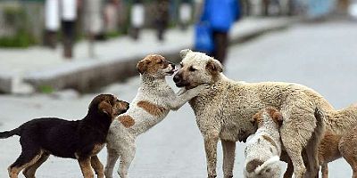Sokak hayvanları teklifi TBMM’de! AKP öldürmeye ‘ötanazi’ ismini taktı