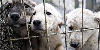 Sokak hayvanlarına ilişkin yasa teklifi CHP tarafından AYM’ye taşınıyor