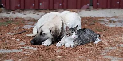 Tartışma büyüyor! MetroPOLL’den dikkat çeken sokak hayvanları anketi: Ne yapılmalı?