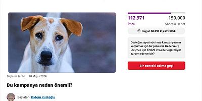 Türkiye’de sokak hayvanları tartışması büyüyor! İki günde 100 binin üzerinde imza toplandı