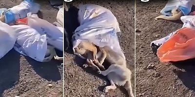 Türkiye'nin dört bir yanında katliam devam ediyor: Çuval içinde köpek cesetleri bulundu!