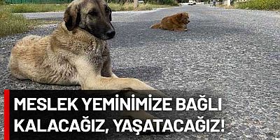 Veterinerler ‘uyutma’ yasasına uymayacaklarını açıklayıp, çözüm önerilerini sıraladı